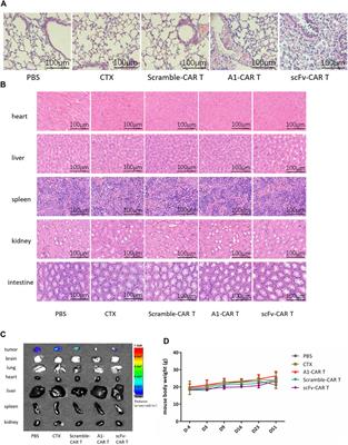Reforming the Chimeric Antigen Receptor by Peptide Towards Optimized CAR T Cells With Enhanced Anti-Cancer Potency and Safety
